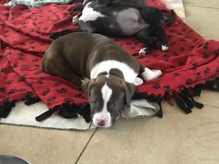 American Staffordshire Terrier-Unknown Mix Dogs for adoption in Seminole, FL, USA