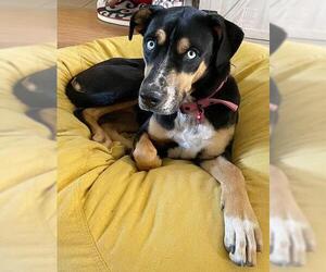 Basset Hound Dogs for adoption in Tehachapi, CA, USA