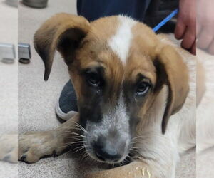 Basset Hound-Unknown Mix Dogs for adoption in Canton, CT, USA
