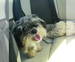 Shih Tzu Dogs for adoption in San Antonio, TX, USA