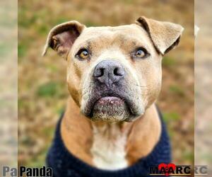 American Pit Bull Terrier-Staffordshire Bull Terrier Mix Dogs for adoption in Maryville, TN, USA