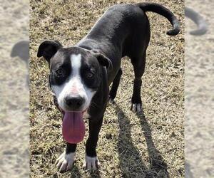 American Pit Bull Terrier-Unknown Mix Dogs for adoption in Houston, TX, USA