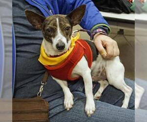 Jack Chi Dogs for adoption in Oakhurst, NJ, USA