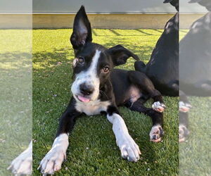 American Staffordshire Terrier-Labrador Retriever Mix Dogs for adoption in Lakewood, CO, USA