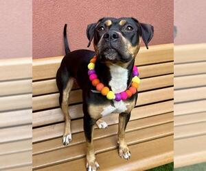 American Pit Bull Terrier-Unknown Mix Dogs for adoption in San Francisco, CA, USA