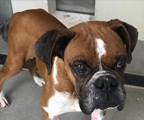Boxer Dogs for adoption in Ottawa, KS, USA