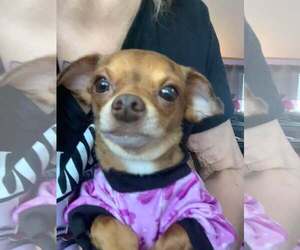 Jack Chi Dogs for adoption in MIDWAY, UT, USA