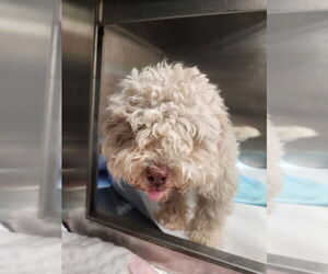 Maltipoo Dogs for adoption in Tracy, CA, USA