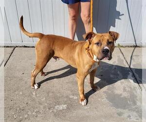 Boxer Dogs for adoption in Louisville, KY, USA
