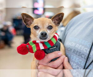 Chihuahua Dogs for adoption in Mundelein, IL, USA