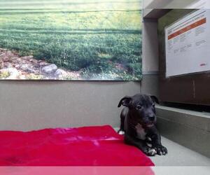 American Pit Bull Terrier-Unknown Mix Dogs for adoption in Moreno Valley, CA, USA