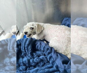 Poodle (Miniature)-Unknown Mix Dogs for adoption in Downey, CA, USA