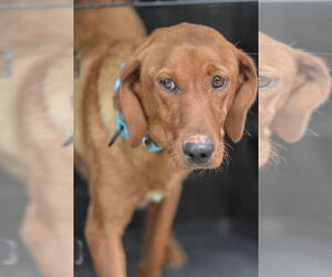 Golden Retriever-Unknown Mix Dogs for adoption in Boston, MA, USA