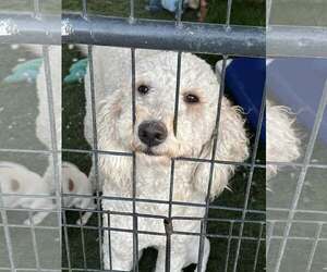 Poodle (Standard)-Unknown Mix Dogs for adoption in Turlock, CA, USA