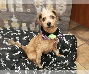 Mutt Dogs for adoption in Victorville, CA, USA