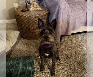 Miniature Schnauzer-Unknown Mix Dogs for adoption in Aurora, CO, USA