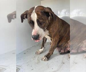 American Pit Bull Terrier-Unknown Mix Dogs for adoption in Houston, TX, USA