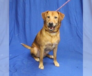 Labrador Retriever-Unknown Mix Dogs for adoption in Hughesville, MD, USA