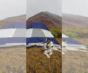 Siberian Husky Dogs for adoption in Fruit Heights, UT, USA