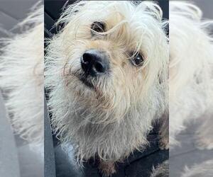 Mutt Dogs for adoption in San Antonio, TX, USA