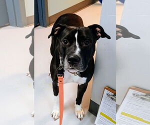 American Pit Bull Terrier-Unknown Mix Dogs for adoption in Pryor, OK, USA