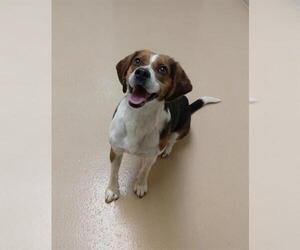 Beagle-Unknown Mix Dogs for adoption in Crystal Lake , IL, USA