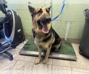 German Shepherd Dog-Unknown Mix Dogs for adoption in Grand Prairie, TX, USA