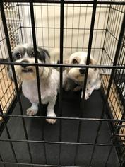 Shih Tzu Dogs for adoption in Lancaster, PA, USA