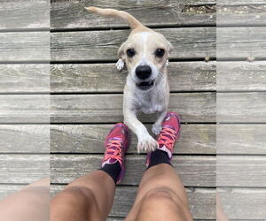 Chihuahua Dogs for adoption in Winter, WI, USA