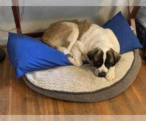 Saint Bernard Dogs for adoption in Nashville, TN, USA