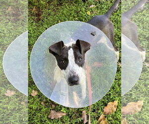 Border Collie-Unknown Mix Dogs for adoption in Oakhurst, NJ, USA