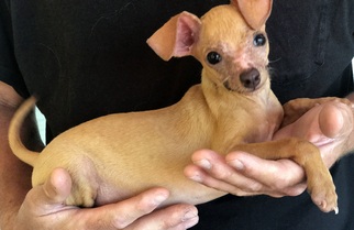 Chihuahua Dogs for adoption in San Luis Rey, CA, USA