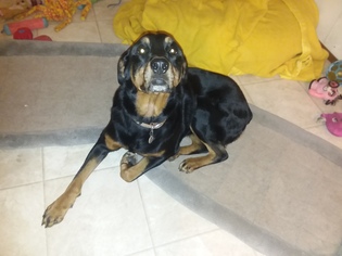 Rottweiler Dogs for adoption in Iroquois, IL, USA