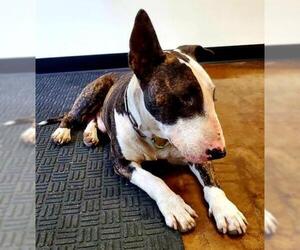 Bull Terrier Dogs for adoption in San Antonio, TX, USA