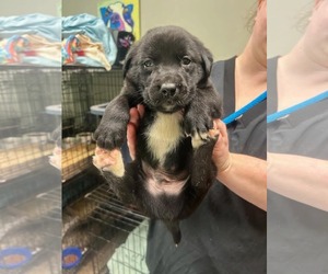 Labrador Retriever-Unknown Mix Dogs for adoption in SHERBURNE, NY, USA
