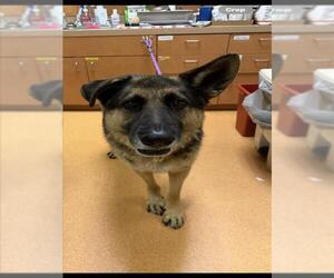 German Shepherd Dog Dogs for adoption in Martinez, CA, USA