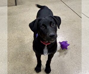 Labrador Retriever-Unknown Mix Dogs for adoption in Batavia, OH, USA
