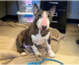 Bull Terrier Dogs for adoption in Camarillo, CA, USA