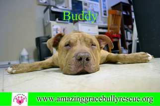 American Staffordshire Terrier-Chinese Shar-Pei Mix Dogs for adoption in Pensacola, FL, USA