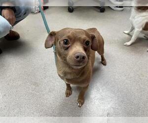 Chihuahua Dogs for adoption in Pasadena, CA, USA