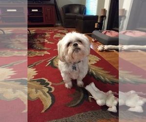 Shih Tzu-Unknown Mix Dogs for adoption in Durham, NC, USA