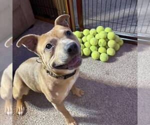 American Staffordshire Terrier-Unknown Mix Dogs for adoption in New Oxford , PA, USA
