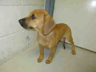 Redbone Coonhound Dogs for adoption in Augusta, GA, USA