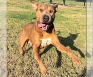 Chinese Shar-Pei Dogs for adoption in Houston, TX, USA