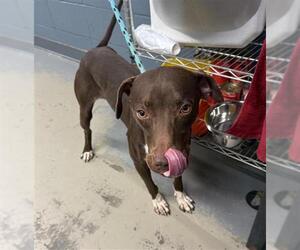 German Shorthaired Pointer Dogs for adoption in Tallahassee, FL, USA