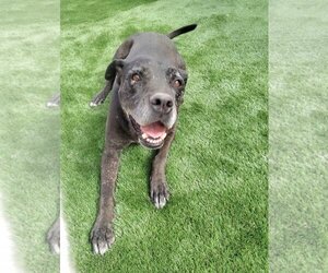 Labrador Retriever-Unknown Mix Dogs for adoption in  Ramona, CA, USA