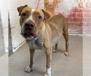 Mutt Dogs for adoption in San Bernardino, CA, USA