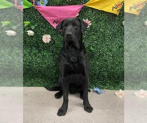 Labrador Retriever-Unknown Mix Dogs for adoption in Grasswood, Saskatchewan, Canada