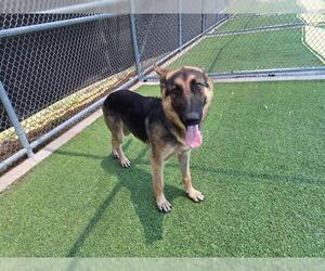 German Shepherd Dog-Unknown Mix Dogs for adoption in Grand Prairie, TX, USA