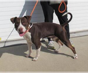 Staffordshire Bull Terrier Dogs for adoption in Louisville, KY, USA